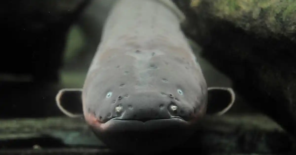 Shocking secrets of electric fish revealed - Practical Fishkeeping