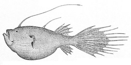 Weird fish of the week: Kroyer's deep-sea angler fish - Practical ...