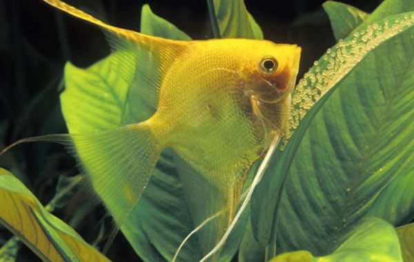 The 10 Worst Community Fish Of All Time Practical Fishkeeping the 10 worst community fish of all time
