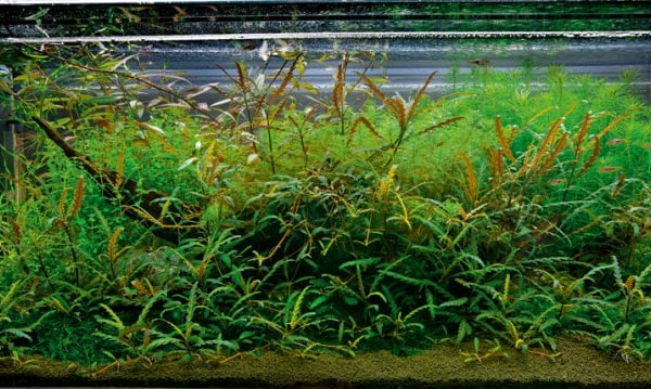 https www practicalfishkeeping co uk fishkeeping news inspirational aquariums cool chaos