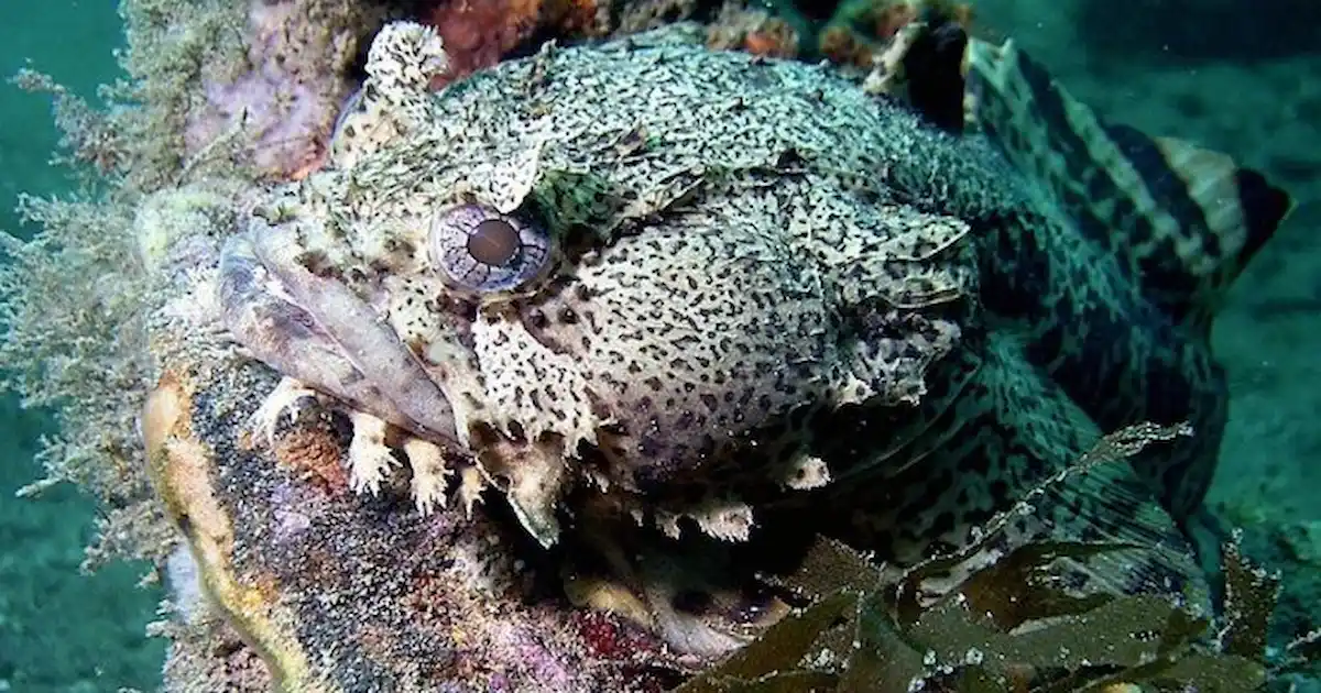 Study on fish explains how humans speak - Practical Fishkeeping