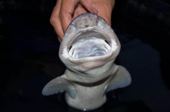 Over 300 new species discovered in the Philippines - Practical Fishkeeping