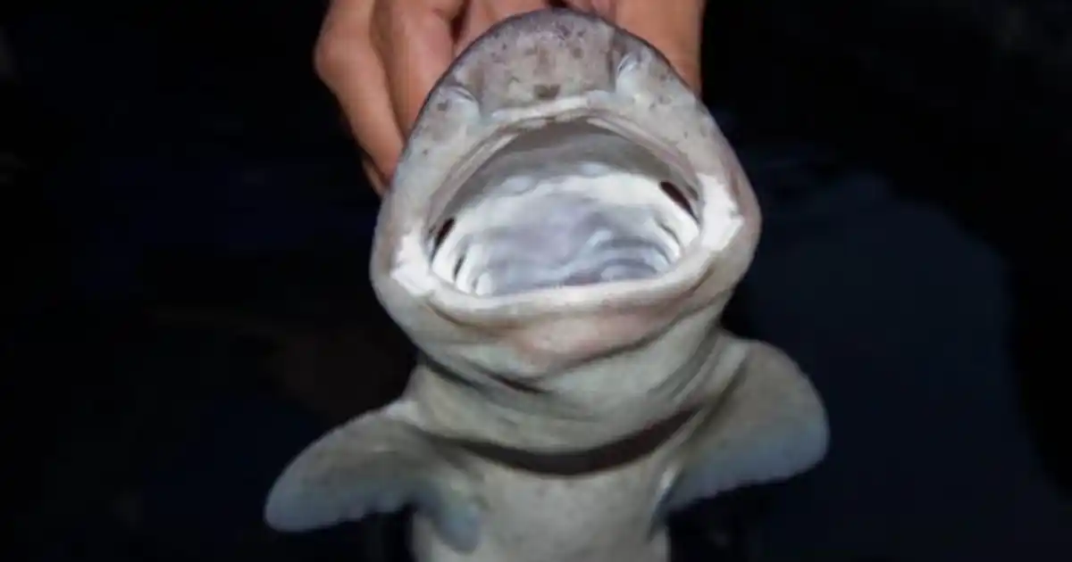 Over 300 new species discovered in the Philippines - Practical Fishkeeping