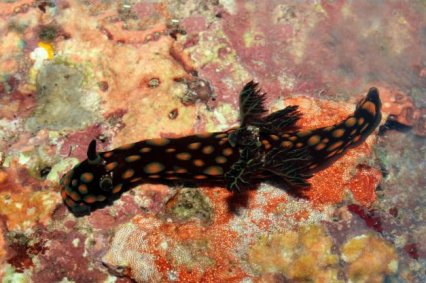 Over 300 new species discovered in the Philippines - Practical Fishkeeping