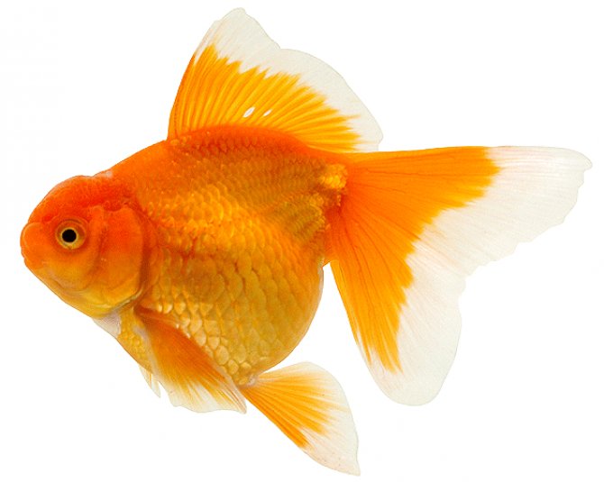 New fancy goldfish specialist opens in East Anglia Practical Fishkeeping