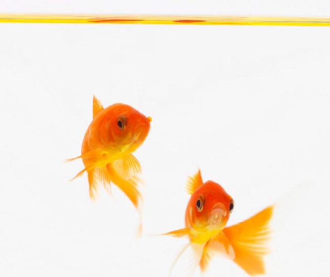 Goldfish survive 134 days without food or power Practical Fishkeeping