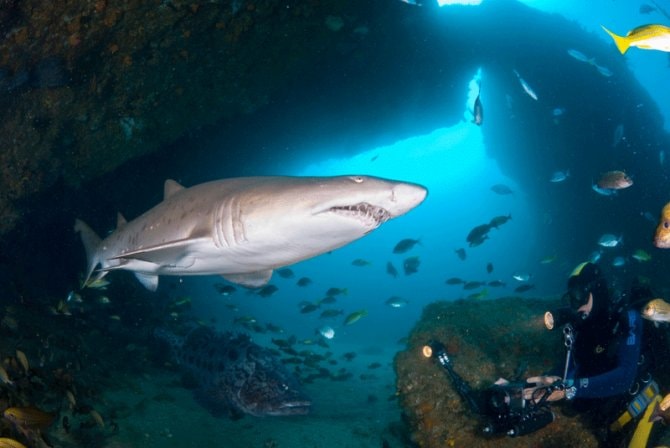 Sharks freed after 19 years in captivity - Practical Fishkeeping