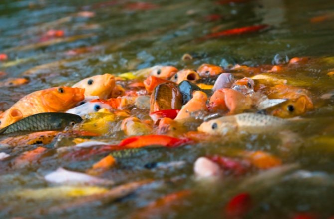 Woman drowns while feeding fish - Practical Fishkeeping