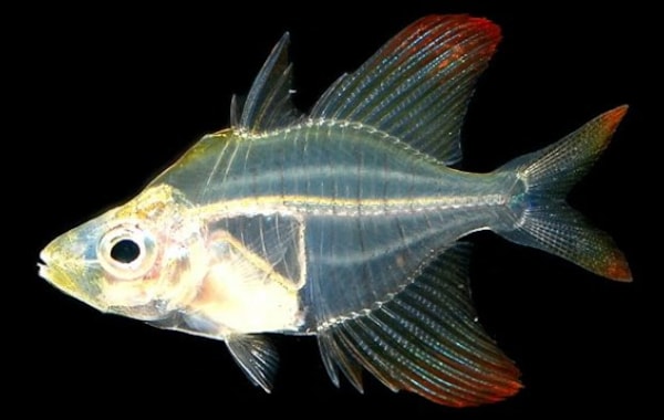 Colourful new species of glassfish named - Practical Fishkeeping