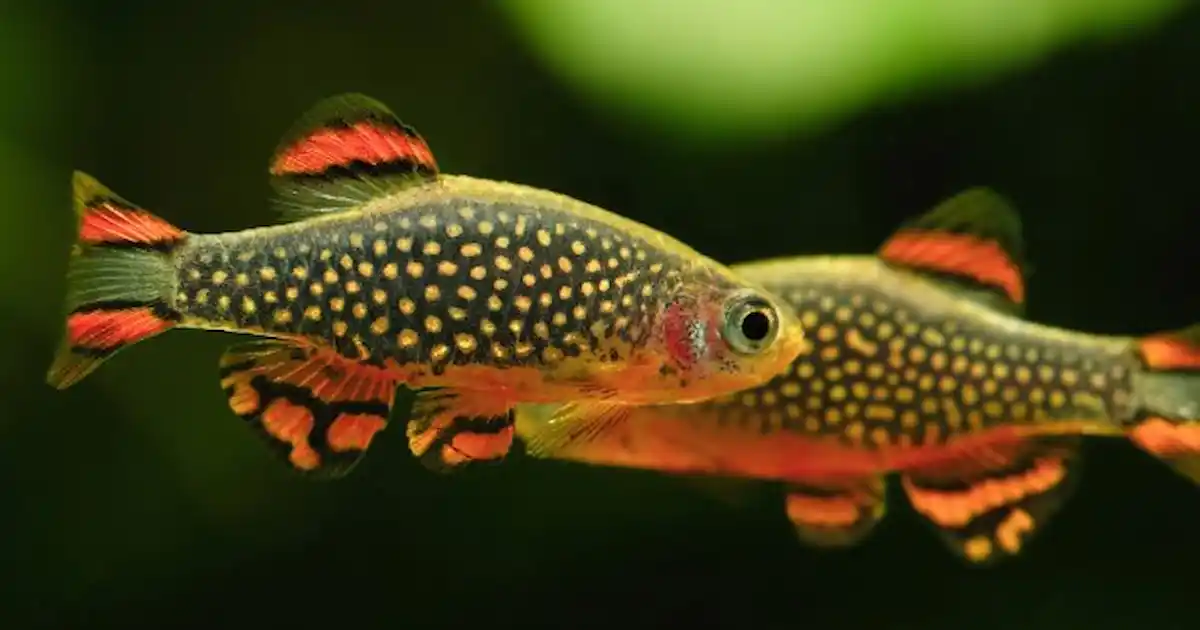 Great fish to remember on the fifth of November! - Practical Fishkeeping