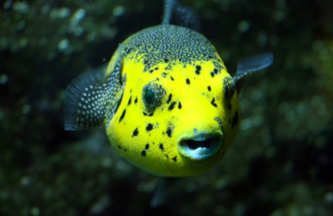 How the pufferfish gets its 'beak' Practical Fishkeeping