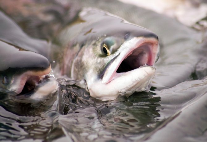 Fish flu cure could be on the way - Practical Fishkeeping