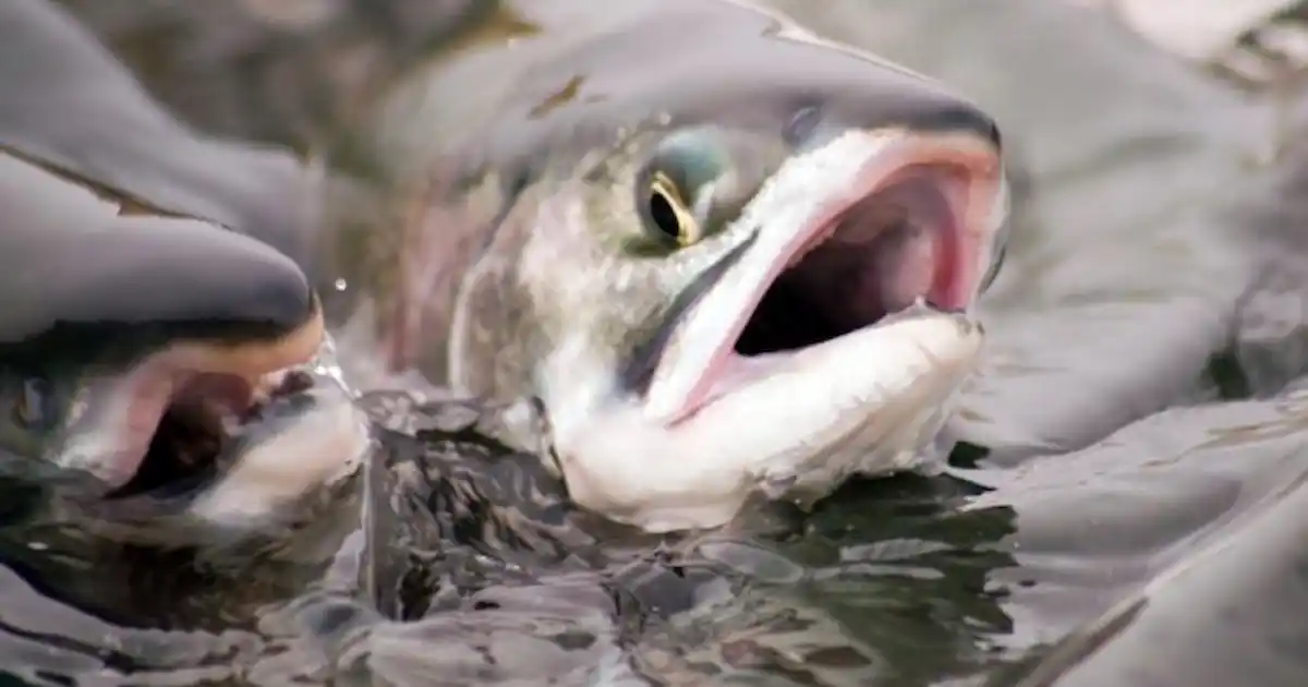 Fish flu cure could be on the way - Practical Fishkeeping