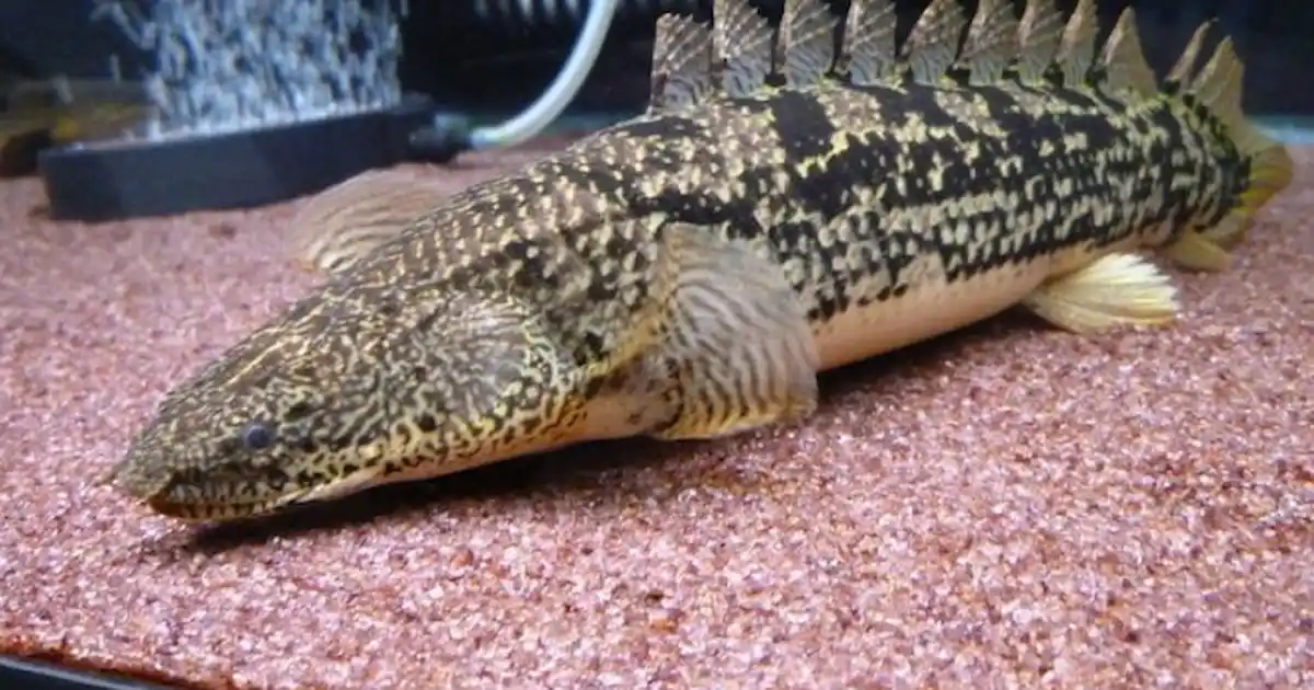 Polypterus' amazing powers of regeneration - Practical Fishkeeping