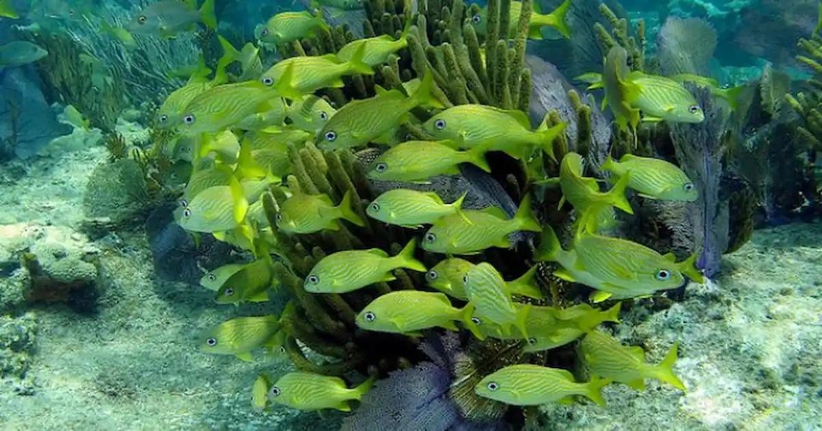 How young reef fish find a home - Practical Fishkeeping