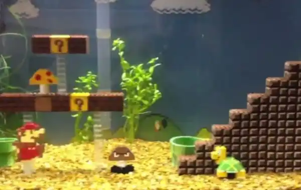Video: Super Mario Bros fish tank - Practical Fishkeeping