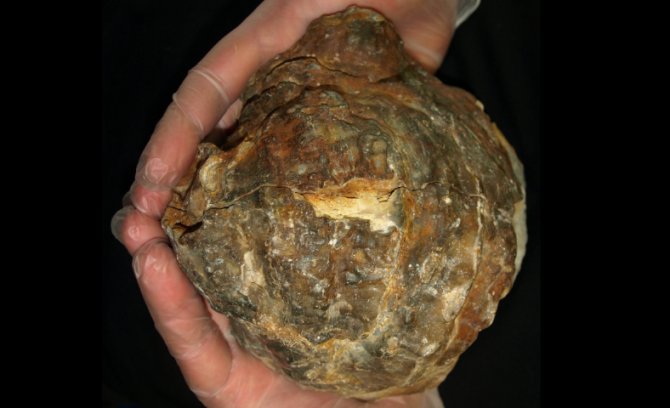 Huge prehistoric oyster could contain world #39 s biggest pearl Practical