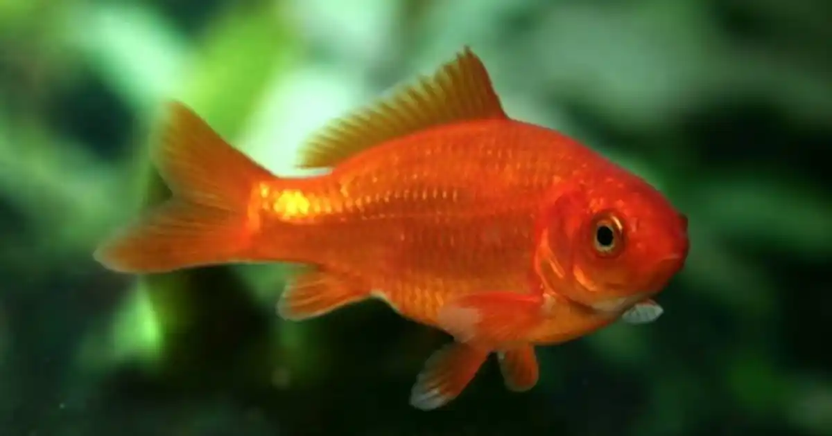 10 of the world's most invasive fish - Practical Fishkeeping