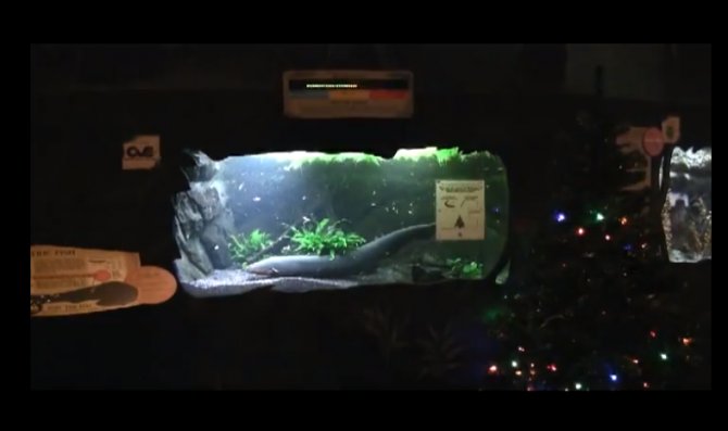 Video Eel lights up Christmas tree at US aquarium Practical Fishkeeping