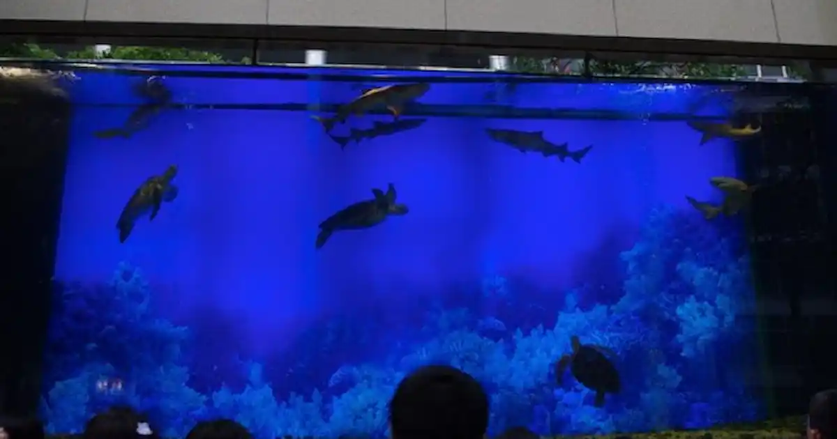 Caught on camera: The moment a giant tank exploded - Practical Fishkeeping