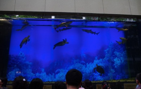 Caught on camera: The moment a giant tank exploded - Practical Fishkeeping