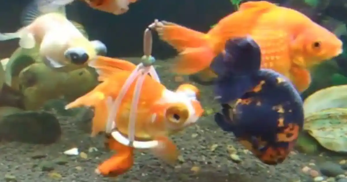 Video: Disabled goldfish gets 'wheelchair' - Practical Fishkeeping