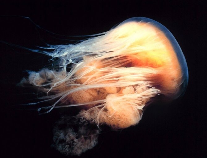 Warning as jellyfish explosion hits British coast Practical Fishkeeping