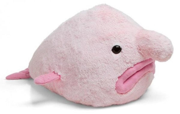 Bet you never thought Blobfish were this cuddly! - Practical Fishkeeping