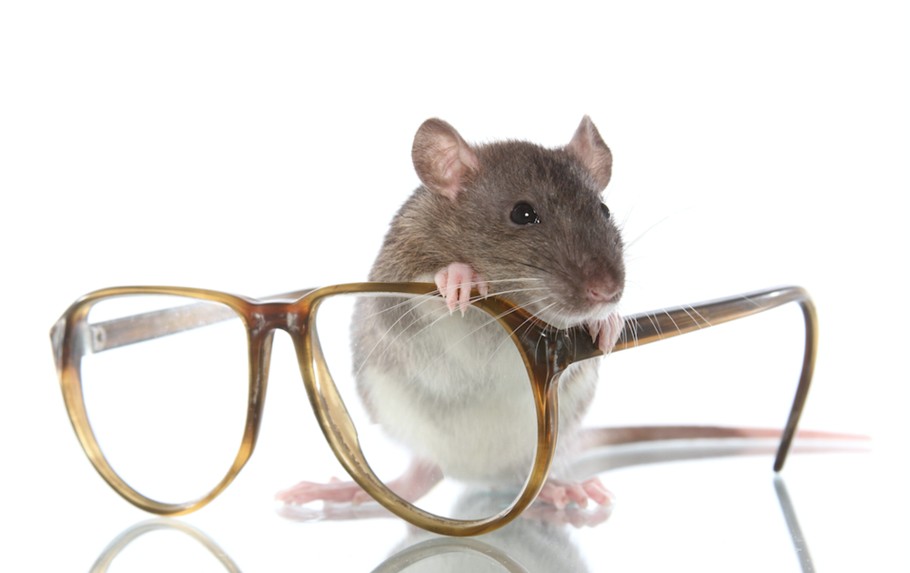 LED, blind rats and the dangers of extrapolation Practical Fishkeeping