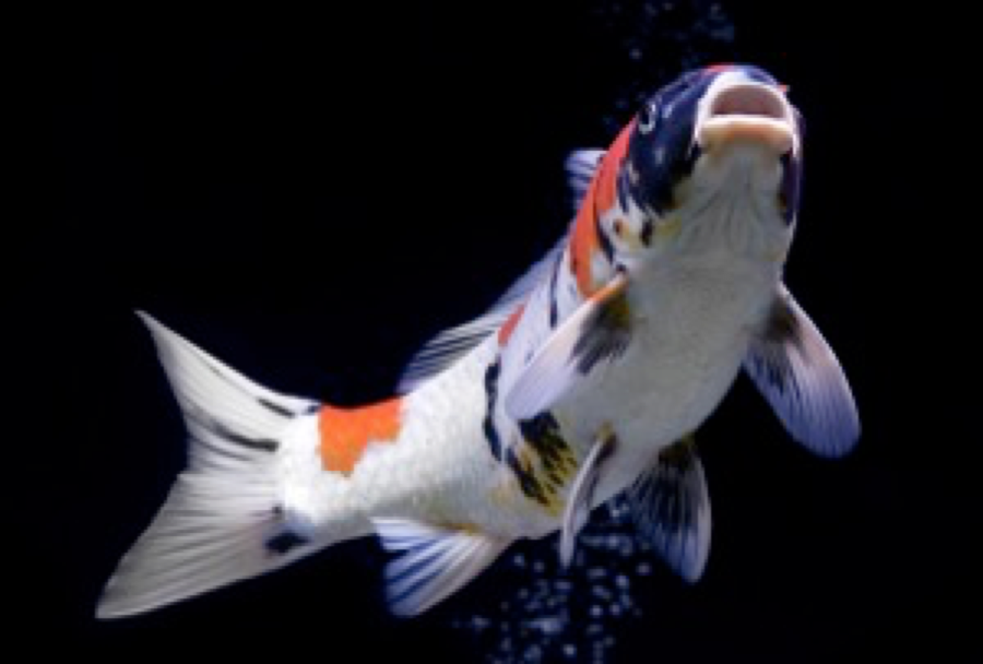 Koi Show in West Sussex this weekend! Practical Fishkeeping