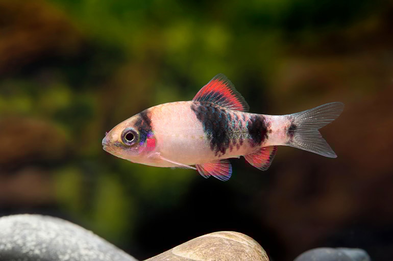 We take a closer look at the underrated Melon barb Practical Fishkeeping