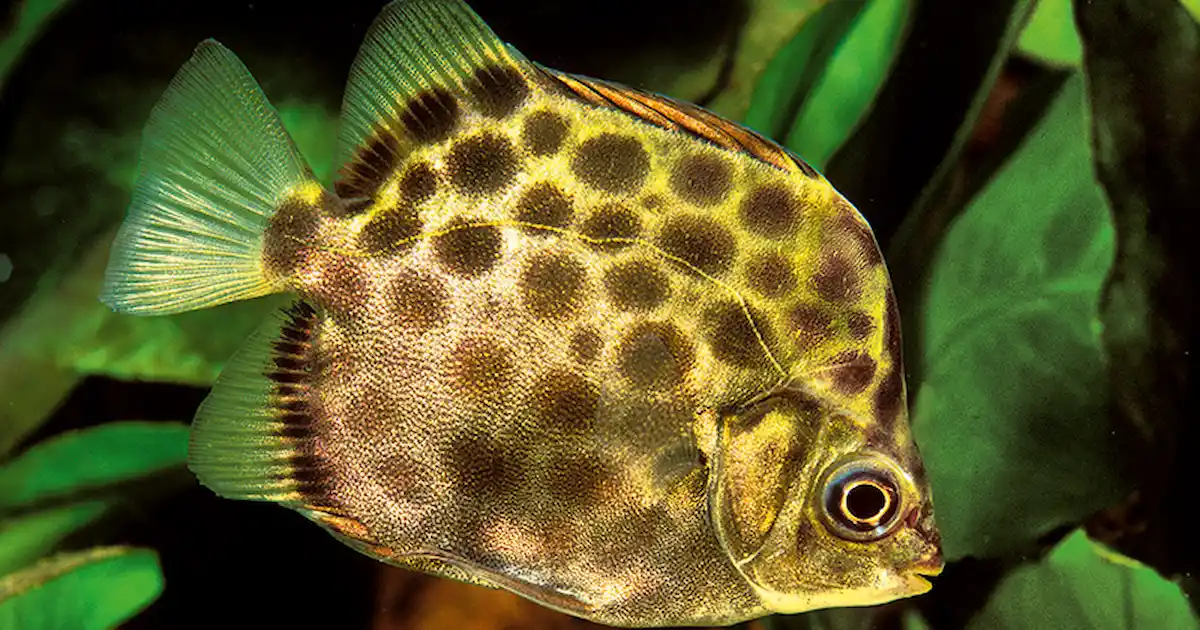 The Mucky Mouths - Practical Fishkeeping