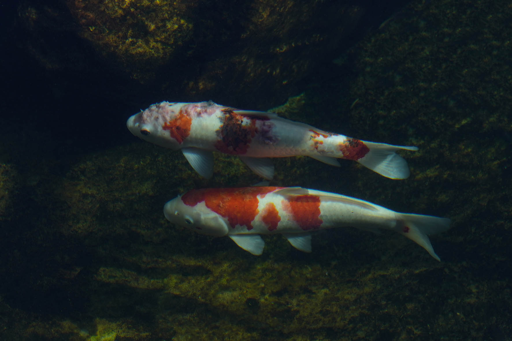 Identifying and treating common pond diseases - Practical Fishkeeping