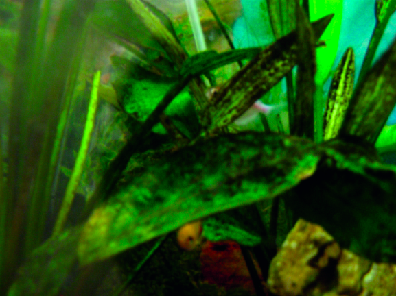 Why are my plants turning black? Practical Fishkeeping