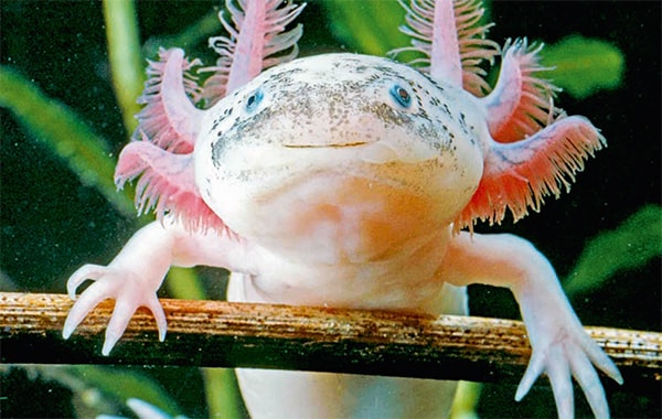Which plants would work with an Axolotl? - Practical Fishkeeping