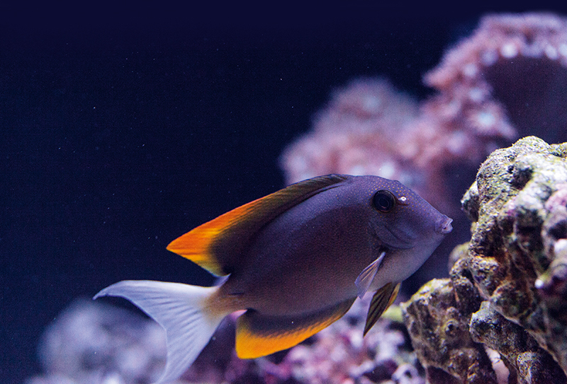 Why can’t I keep my Turbo snails alive? Practical Fishkeeping