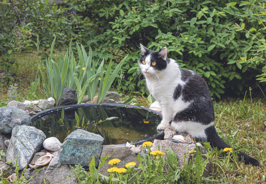What is Eating your Pond Fish and How to Stop It - Practical Fishkeeping