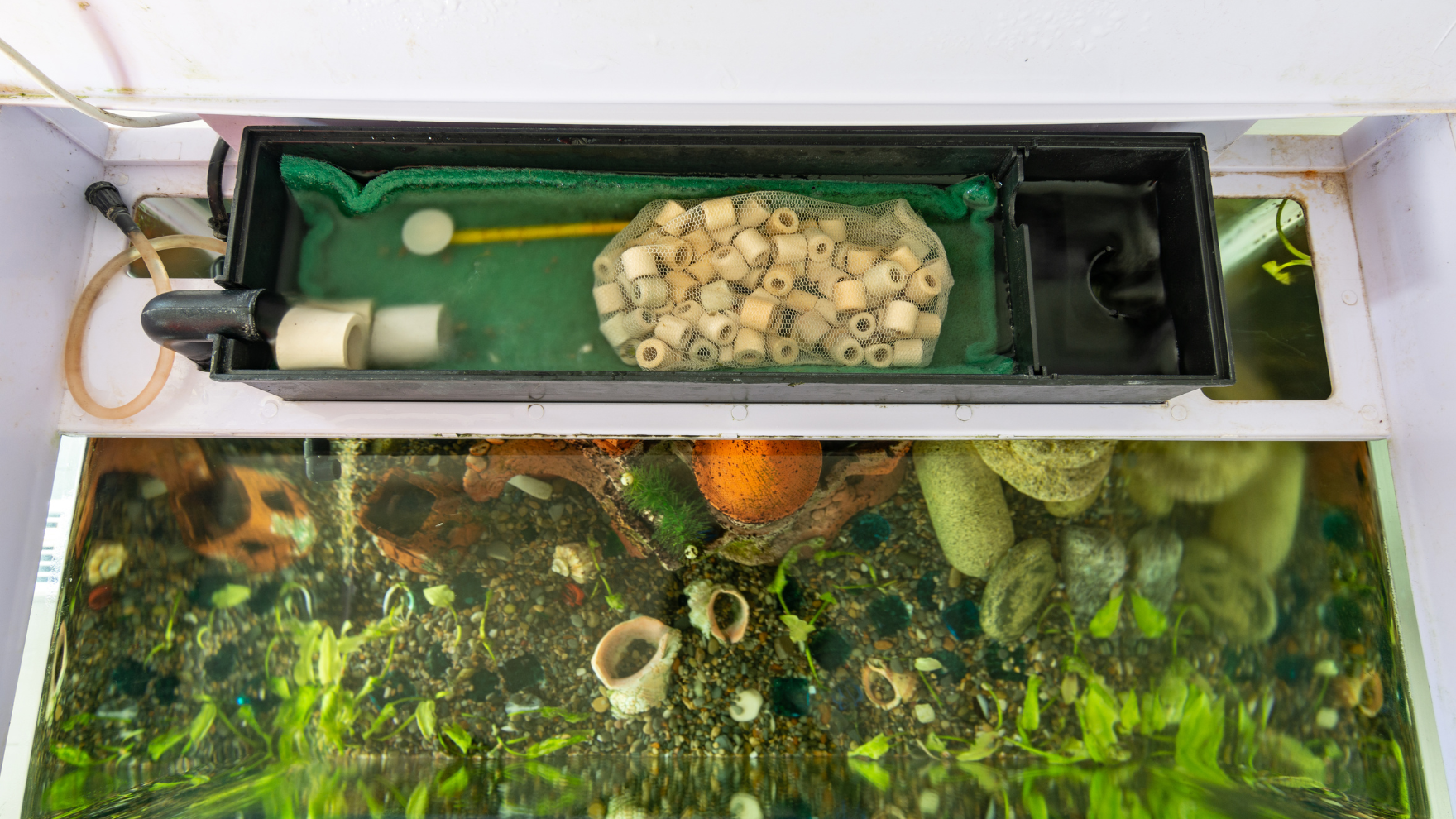 How often should I clean my aquarium filter? Practical Fishkeeping