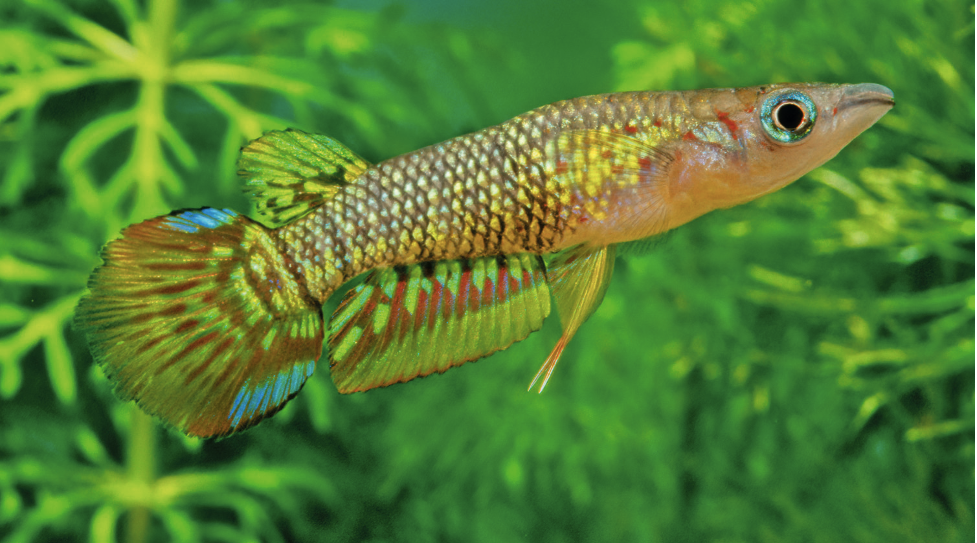 Which killifish are best to start with? Practical Fishkeeping
