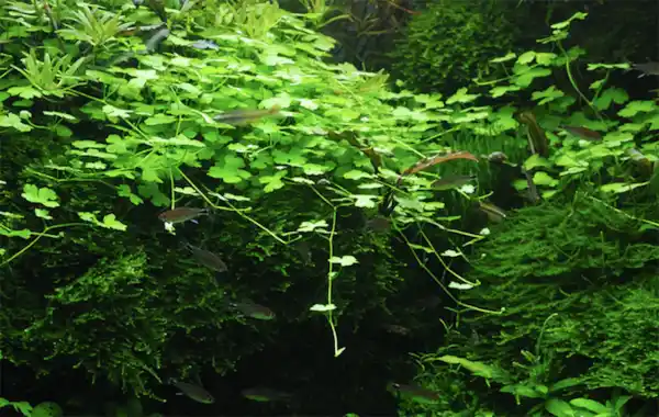 The beginners guide to growing healthy aquarium plants - Practical ...