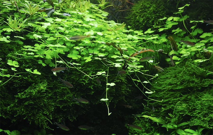 The beginners guide to growing healthy aquarium plants Practical