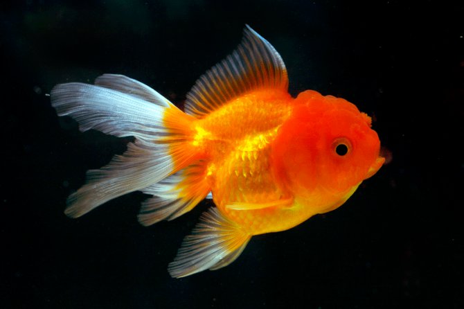 goldfish at top of tank