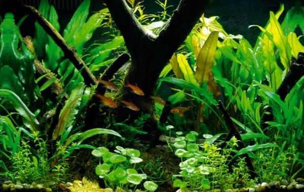 your tanks george farmer practical