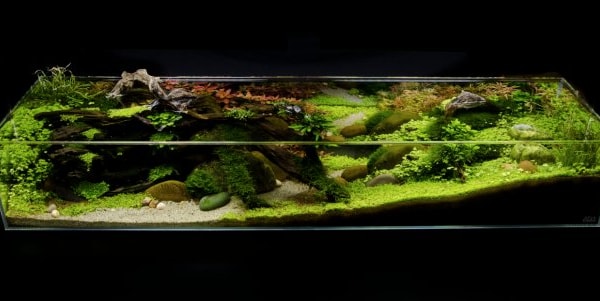 practical fishkeeping