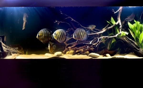 practical fishkeeping