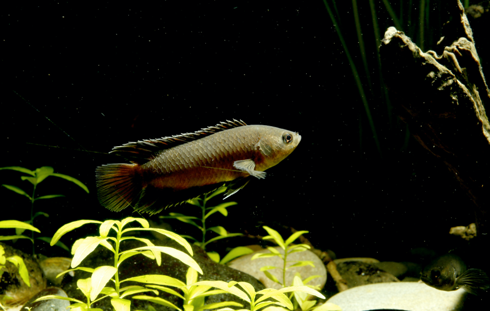 Microctenopoma ansorgii.