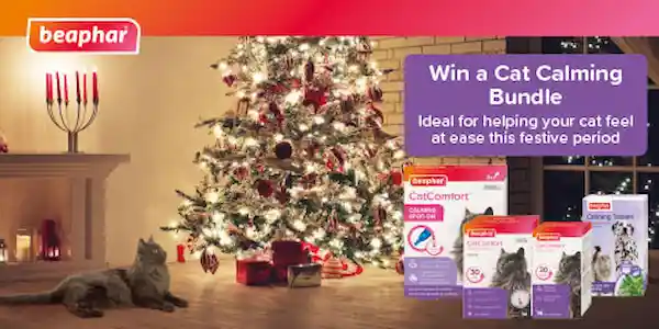 Image: https://azure.wgp-cdn.co.uk/app-yourcat/competitions/81143-067-FB-CatComfort-Competition-476x237px.jpg?&width=600&height=300&bgcolor=ffffff&mode=crop&format=webp&webp.quality=30&scale=both