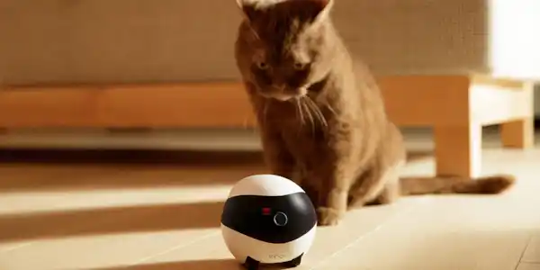 Image: https://azure.wgp-cdn.co.uk/app-yourcat/competitions/ebo-enabot.jpg?&width=600&height=300&bgcolor=ffffff&mode=crop&format=webp&webp.quality=40&scale=both