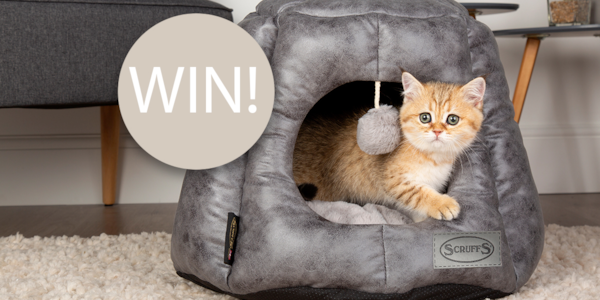 Image: https://azure.wgp-cdn.co.uk/app-yourcat/competitions/scruffsnew.jpg?&width=600&height=300&bgcolor=ffffff&mode=crop&format=png&webp.quality=40&scale=both