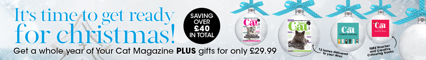 how to get my cat to accept a new kitten